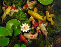 Nine Koi painting by an unknown Indonesian artist